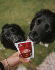 Beef Sauce 100ml - Bodhi & The Birchtree