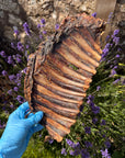 Roe Deer Rib