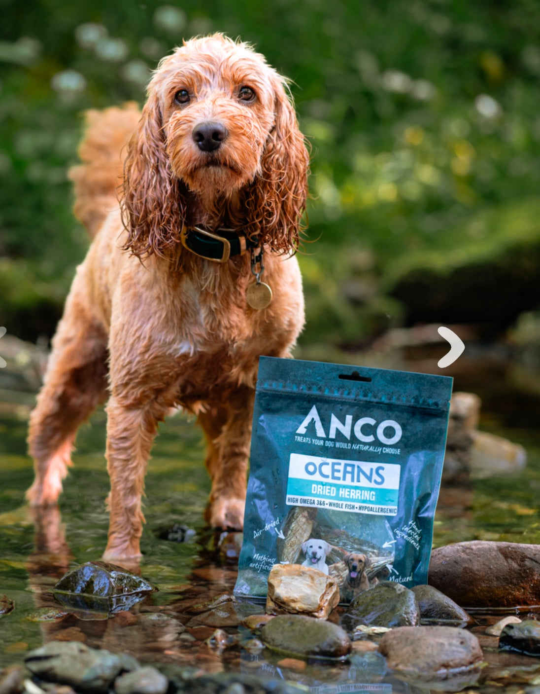 Anco Dried Herring X10 - Bodhi & The Birchtree
