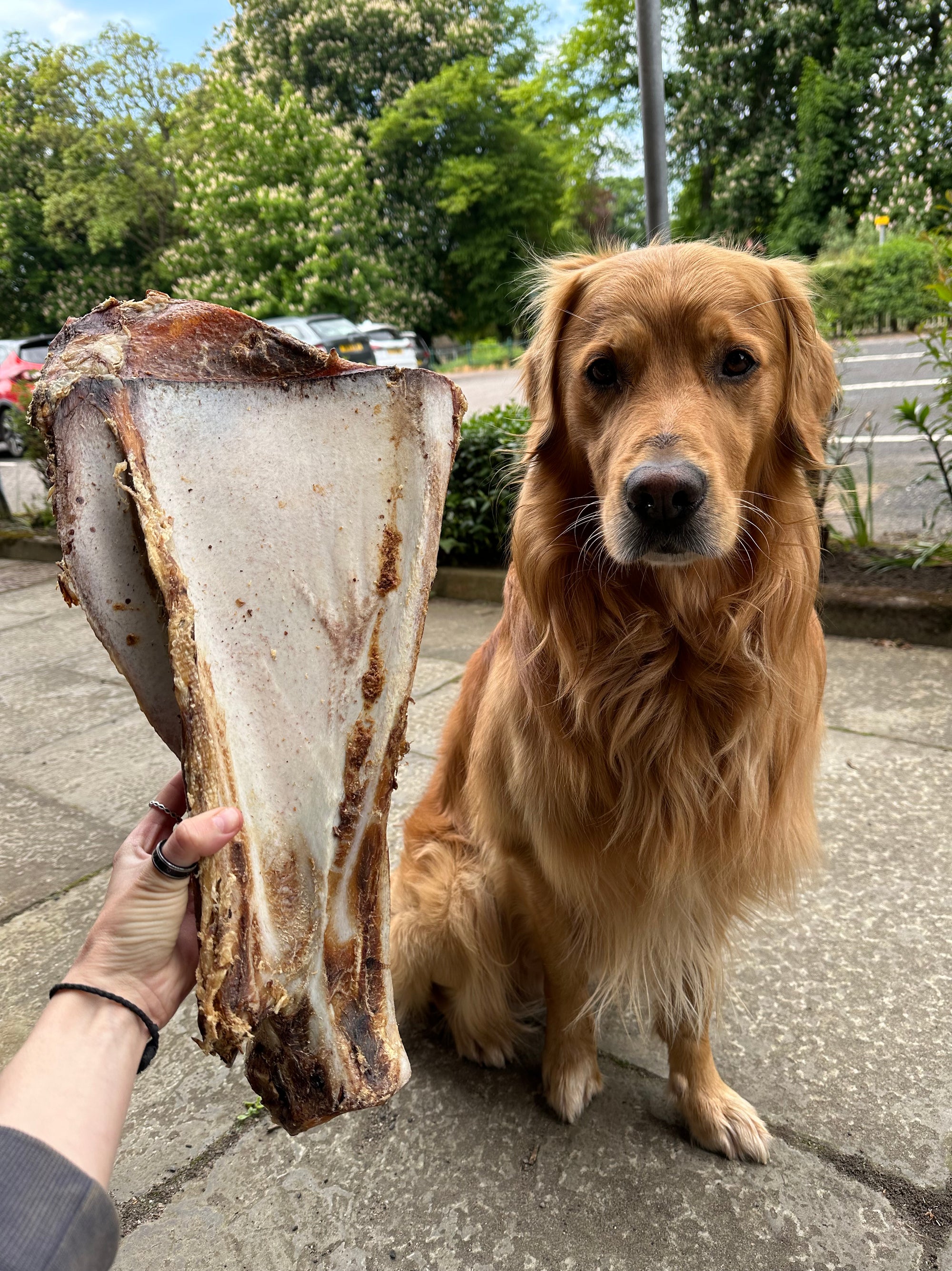 Giant Beef Shoulder With Moon Bone - Bodhi & The Birchtree