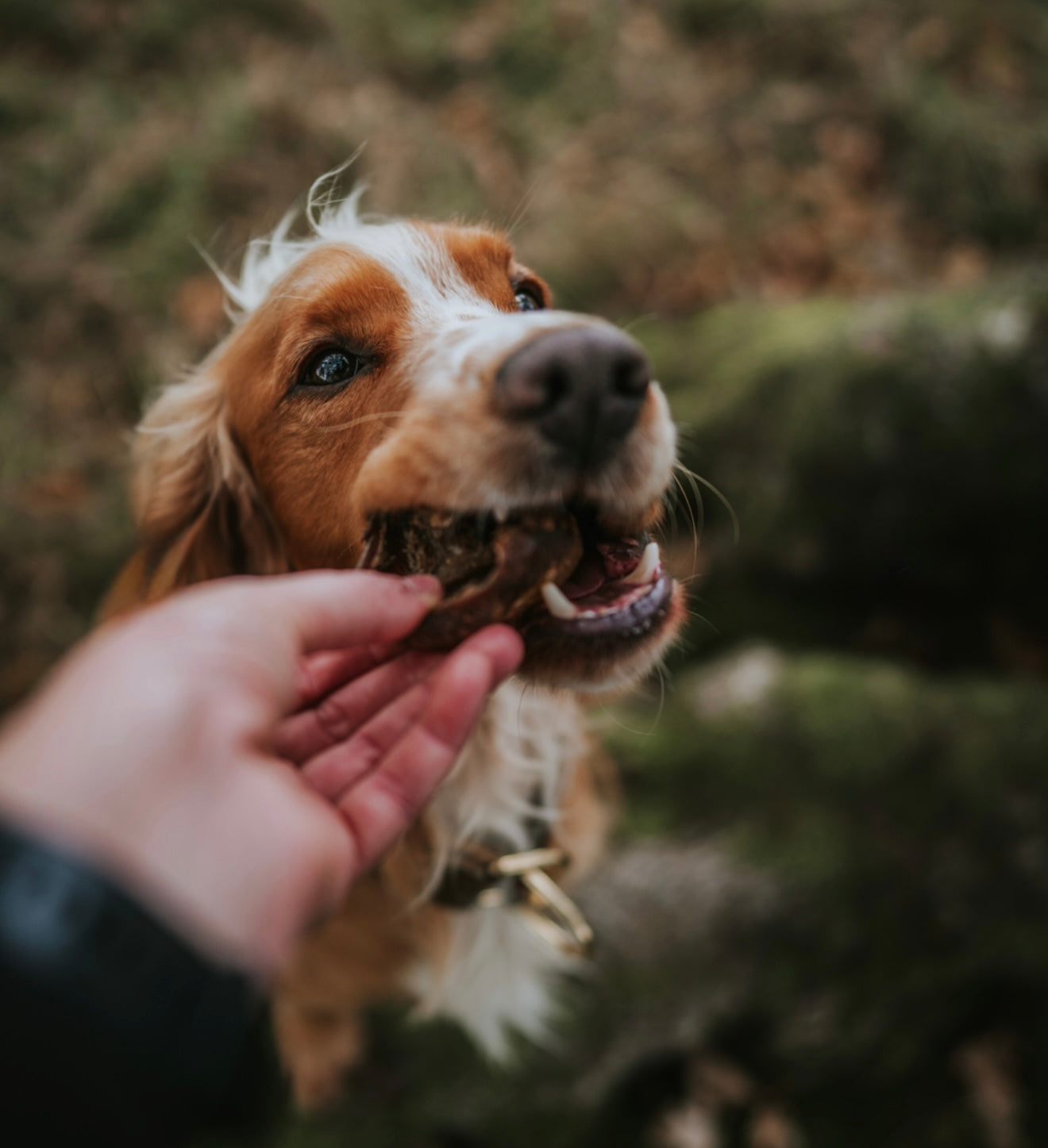 Bully Bites - Bodhi & The Birchtree