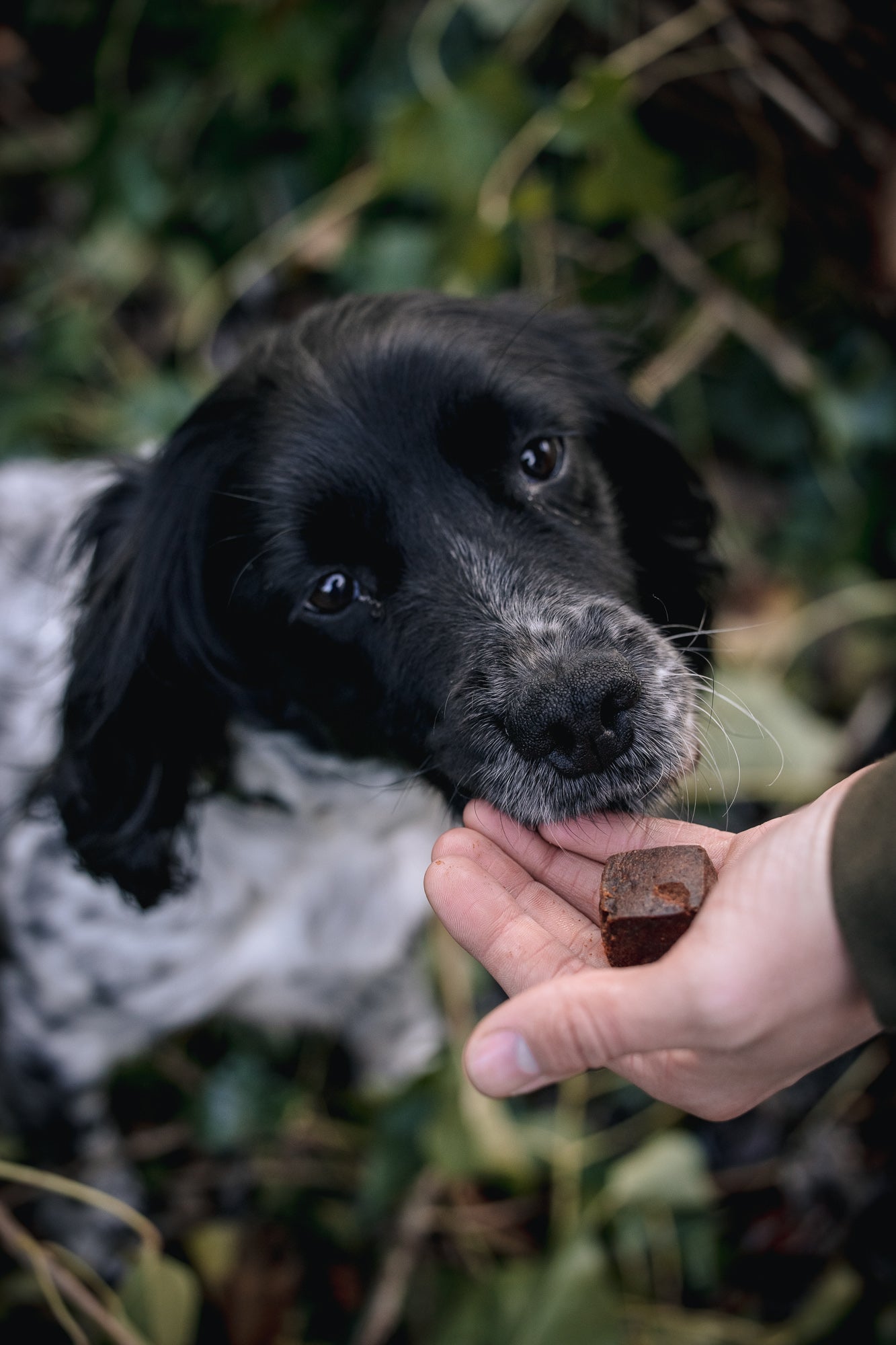 The Pet Bakery Luxury Liver Brownies - Bodhi & The Birchtree