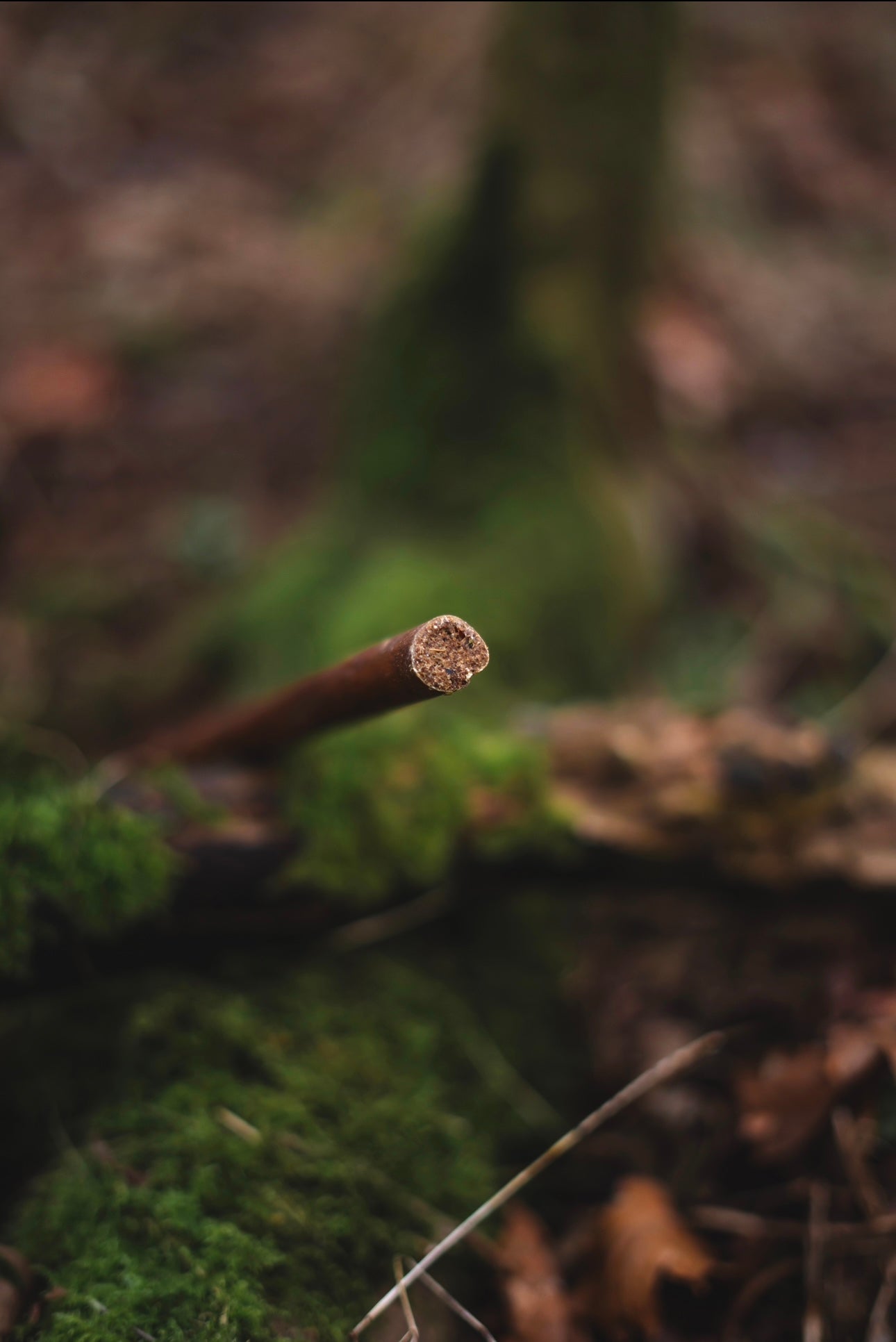 Buffalo Pizzle Filled Collagen Cigar Large - Bodhi & The Birchtree