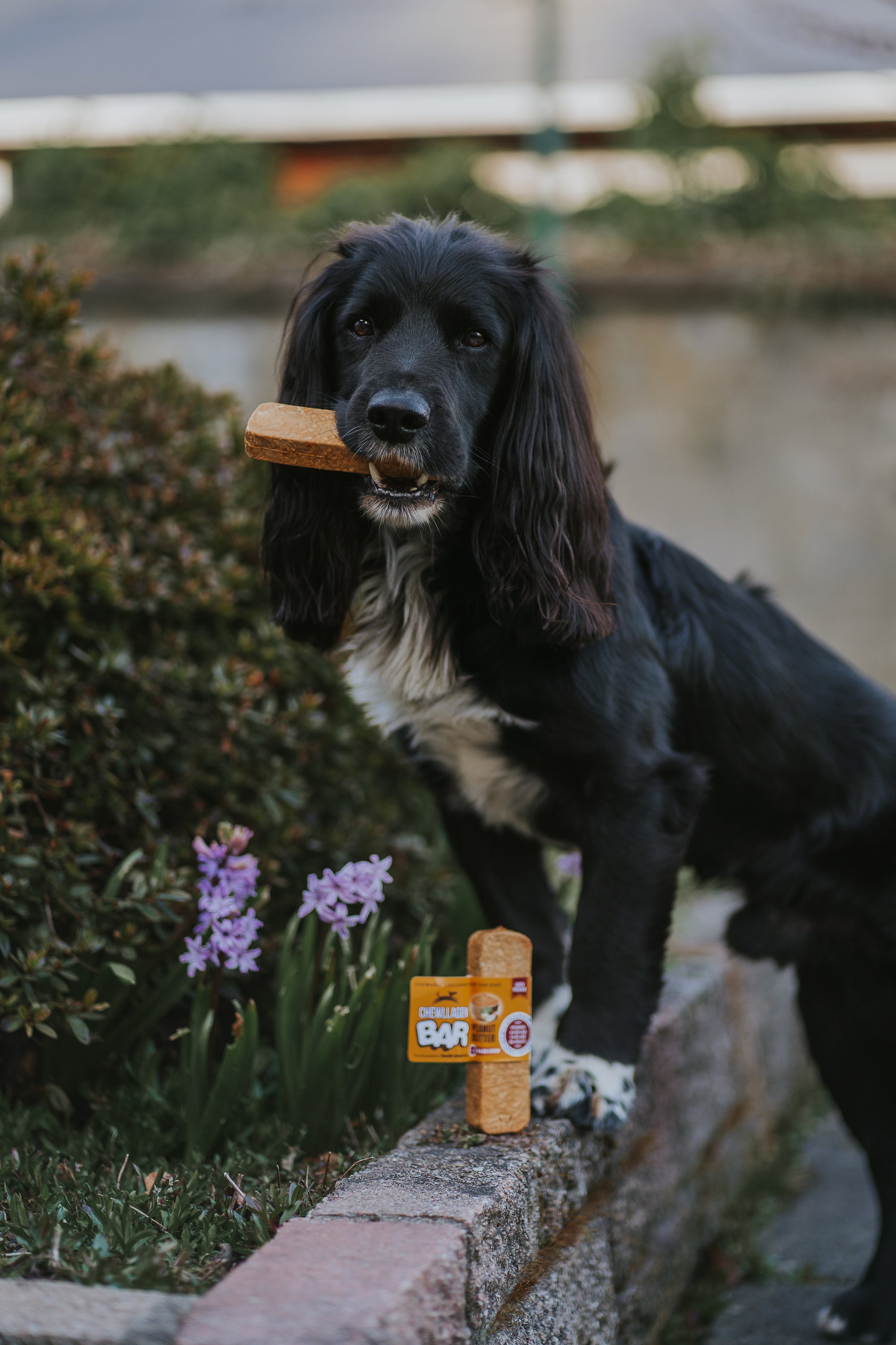 Chewllagen Peanut Butter 5 Inch Bar - Bodhi & The Birchtree
