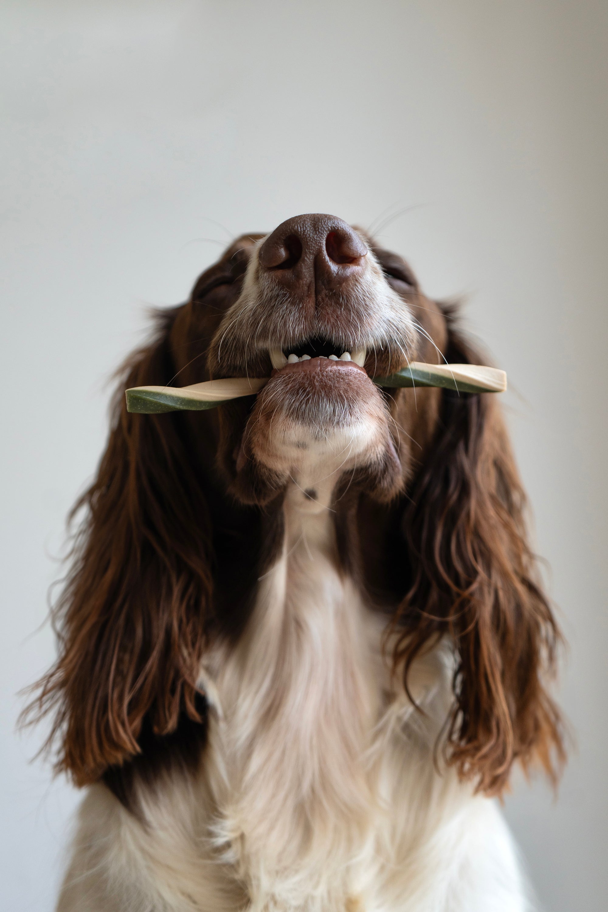 Veggie Fruit Twists x5 - Bodhi & The Birchtree
