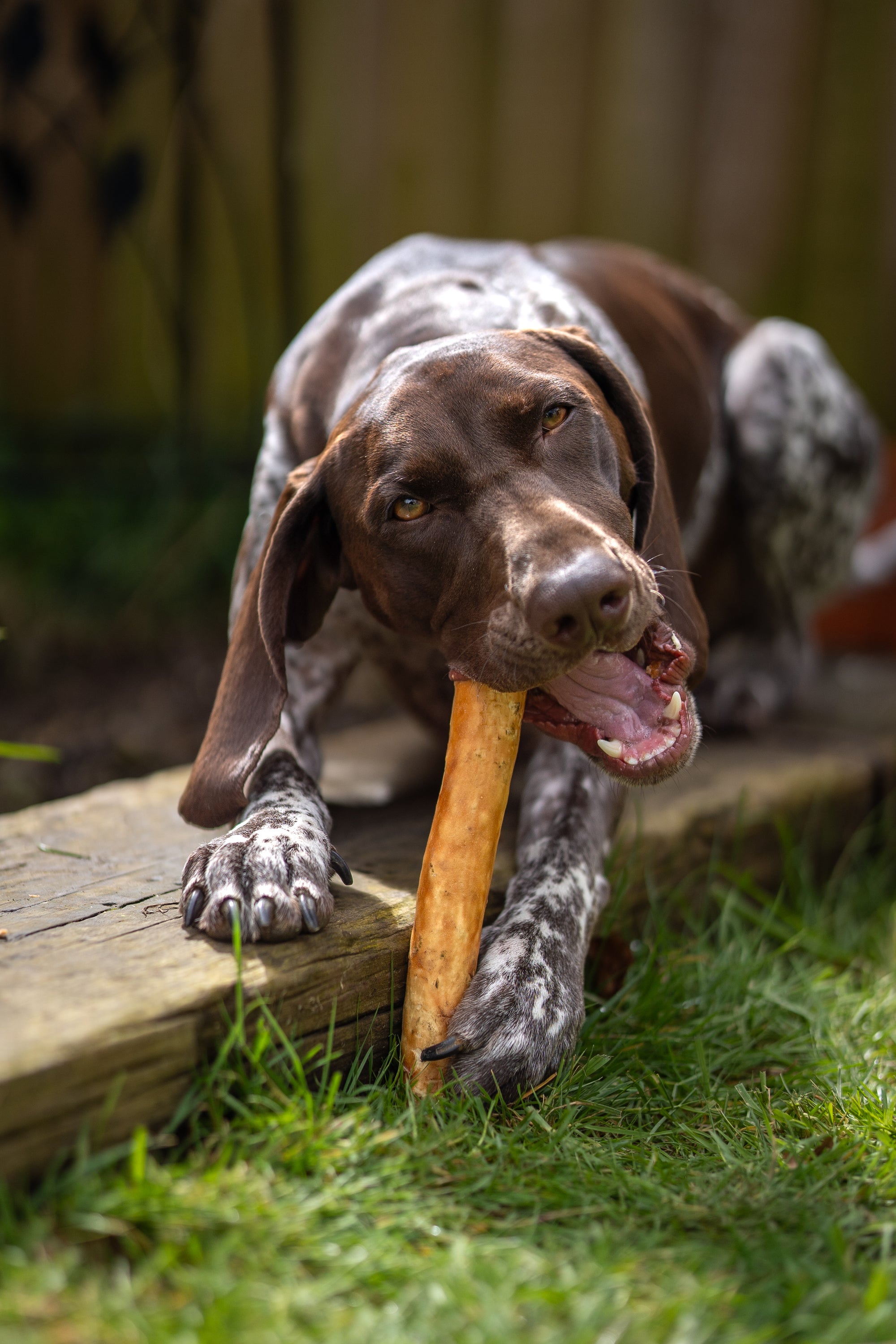 Chewllagen Chicken Roll 10” - Bodhi &amp; The Birchtree