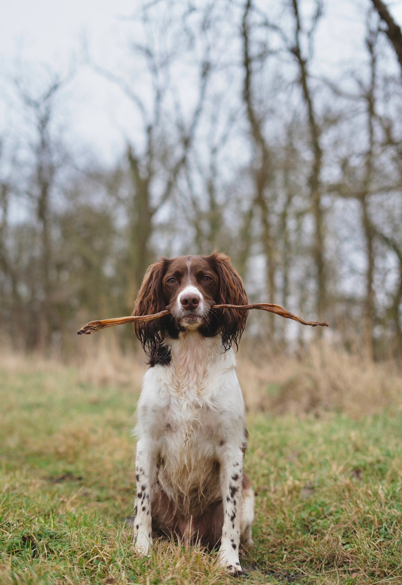 Calf Pizzle - Bodhi & The Birchtree