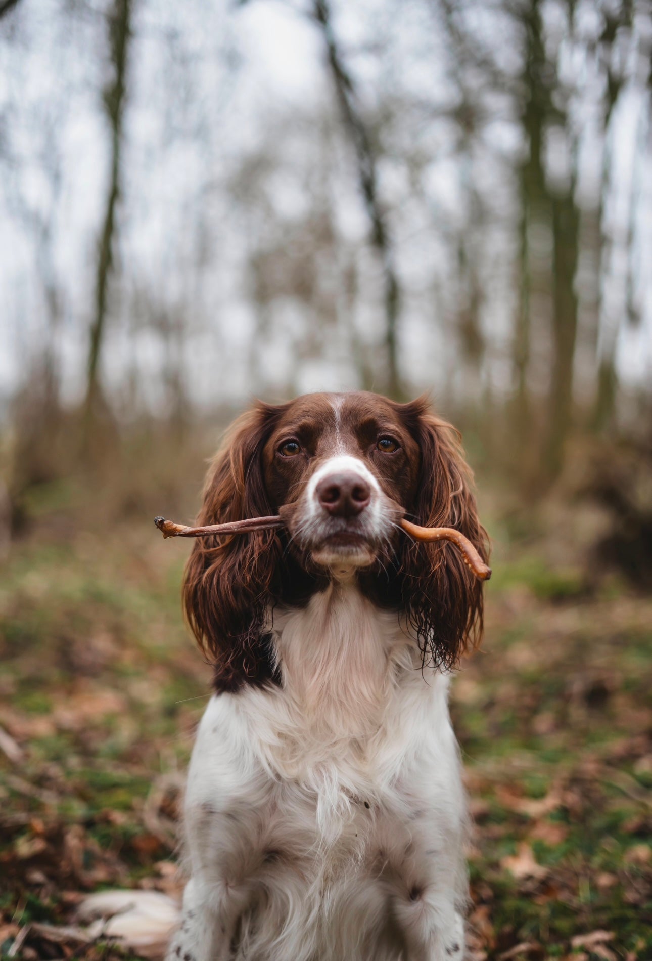 Goat Pizzle - Tenner Tuesday - Bodhi &amp; The Birchtree