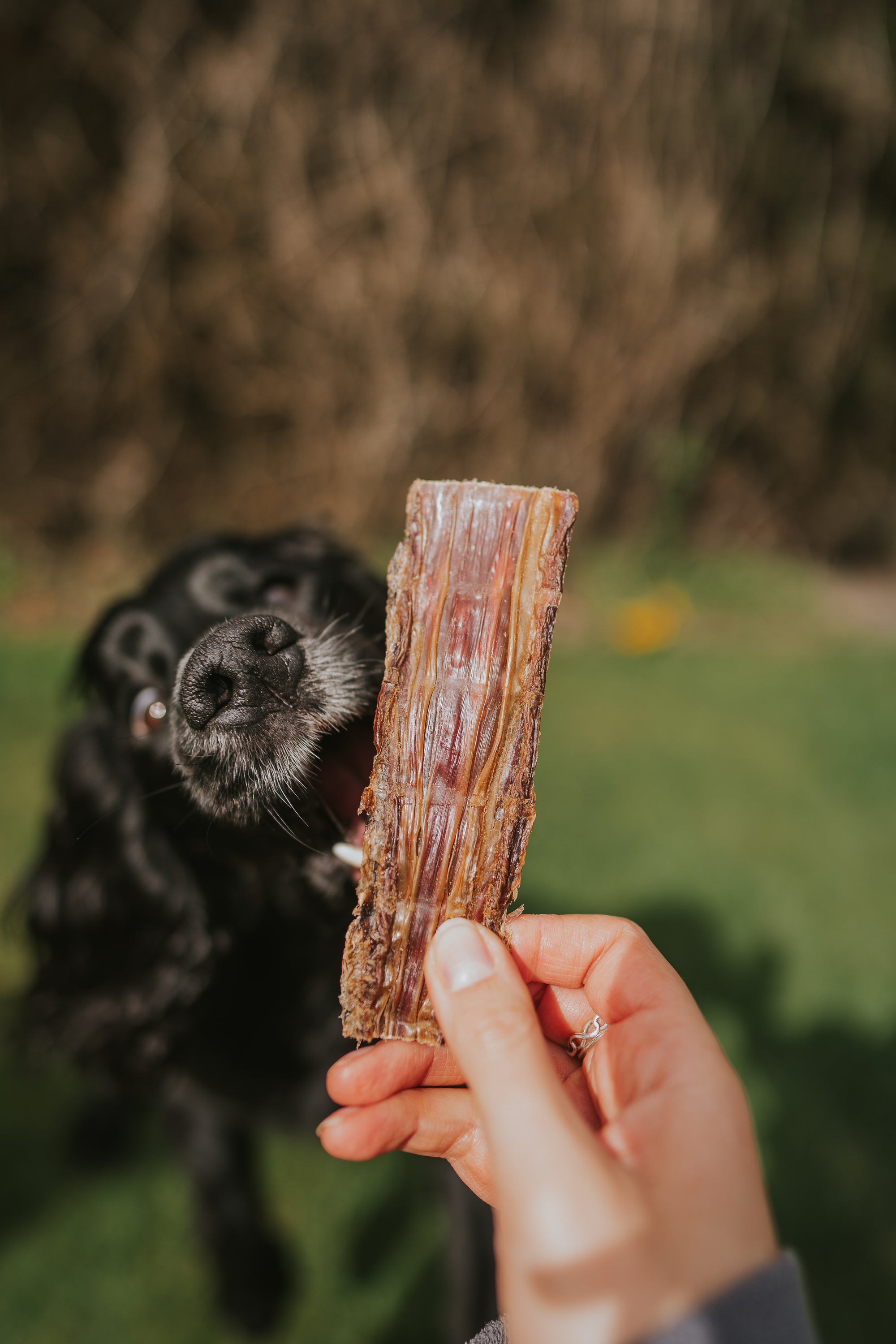 100% Crocodile Meat Chews - Bodhi & The Birchtree