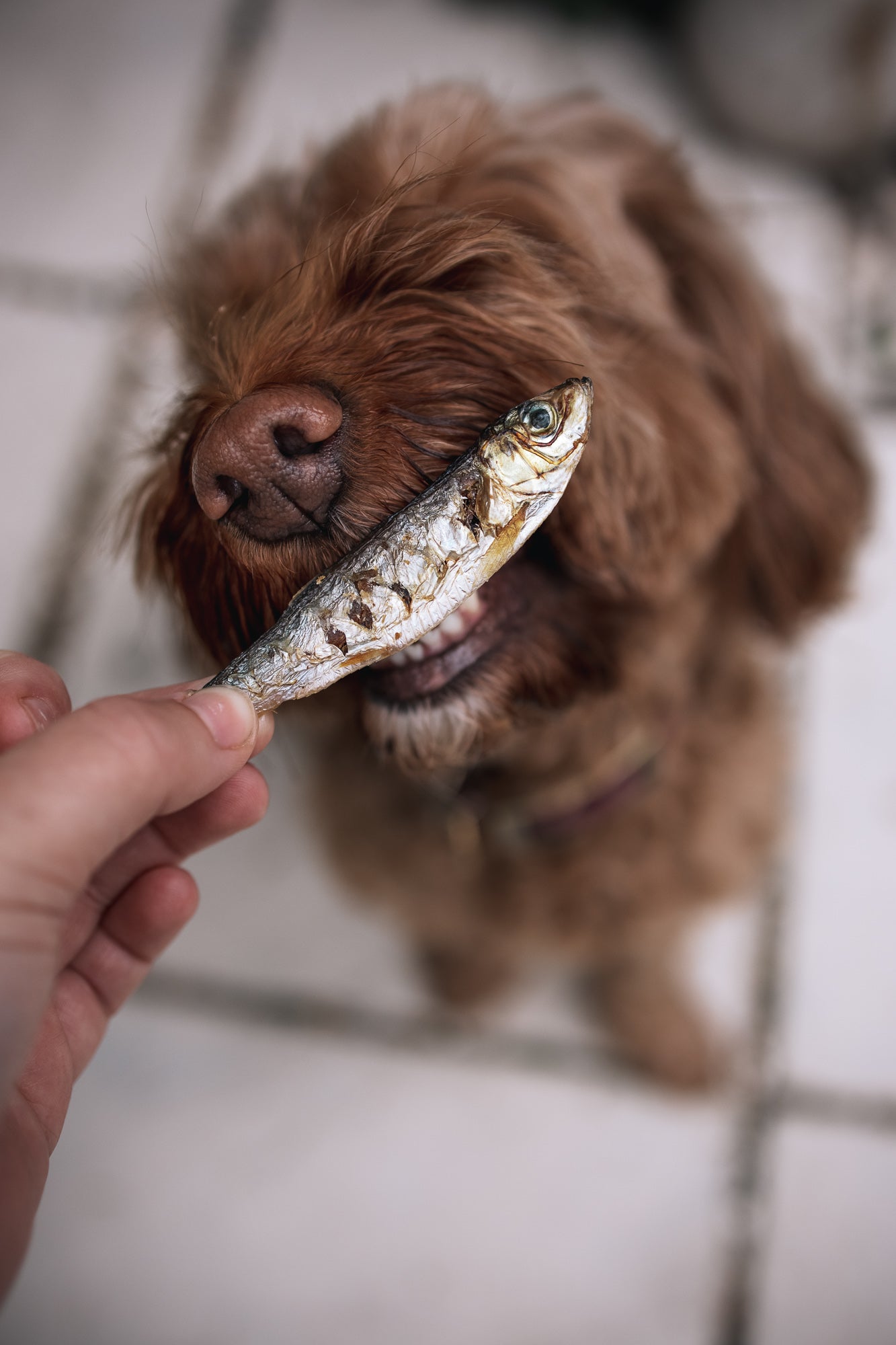 Dried Baltic Sprats