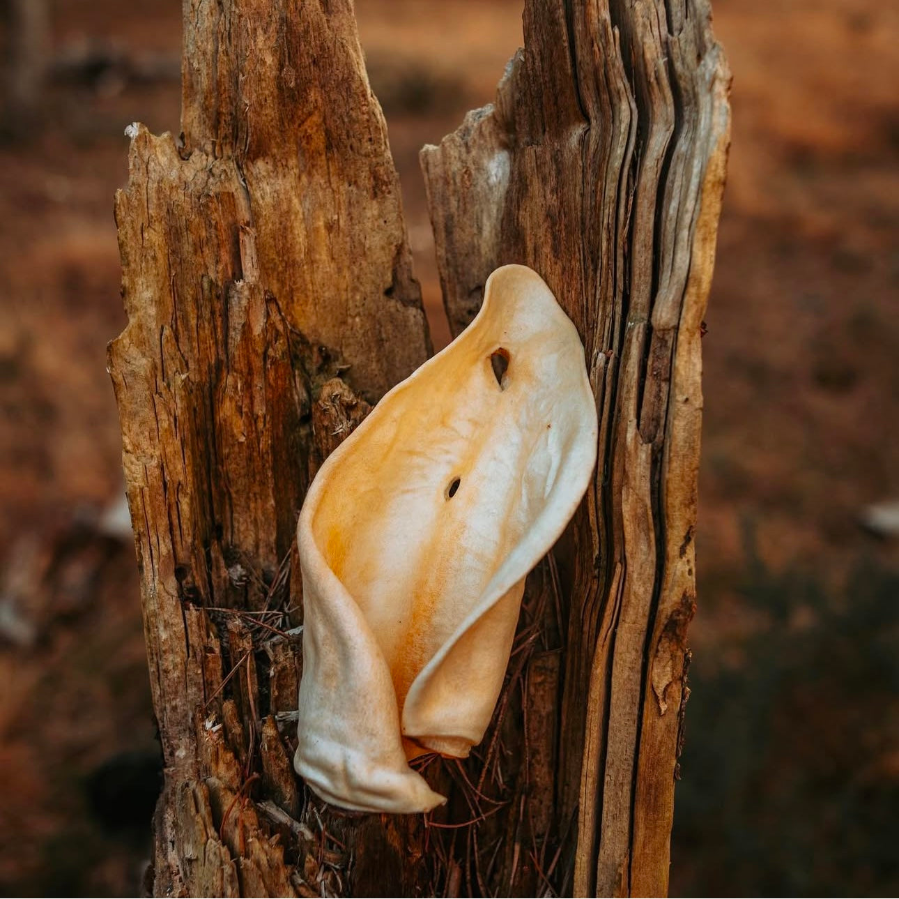 White Cows Ear - Bodhi & The Birchtree