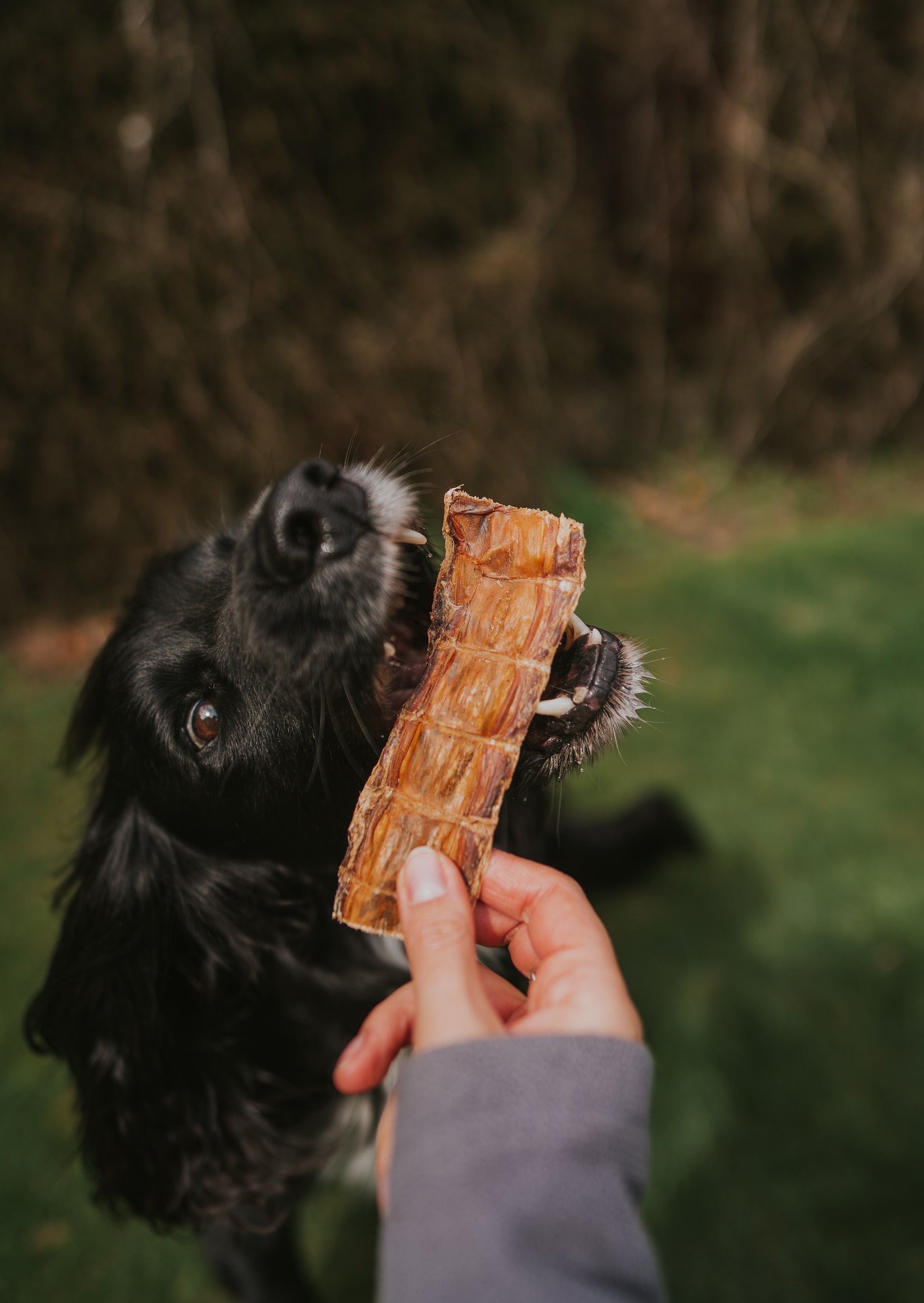 100% Crocodile Meat Chews - Bodhi & The Birchtree