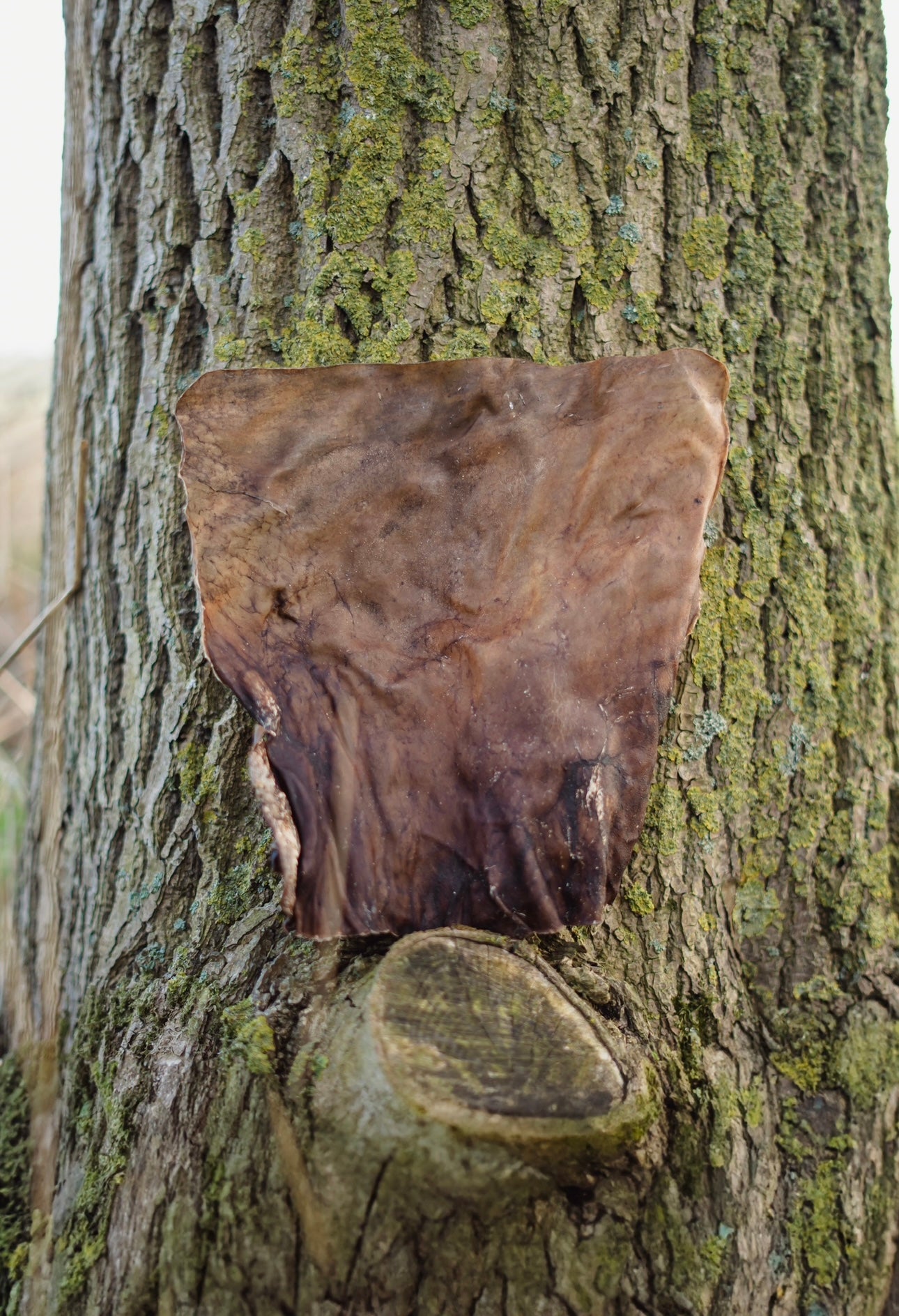 Goat Skin Plates - Bodhi &amp; The Birchtree