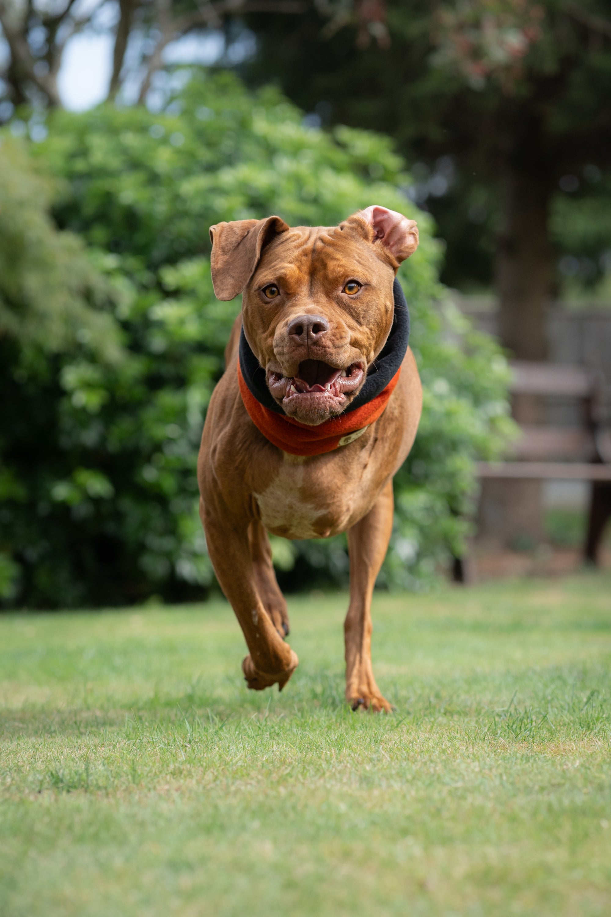 ‘The Moose’ Rust Brick & Black Polar Fleece Snood - Bodhi & The Birchtree