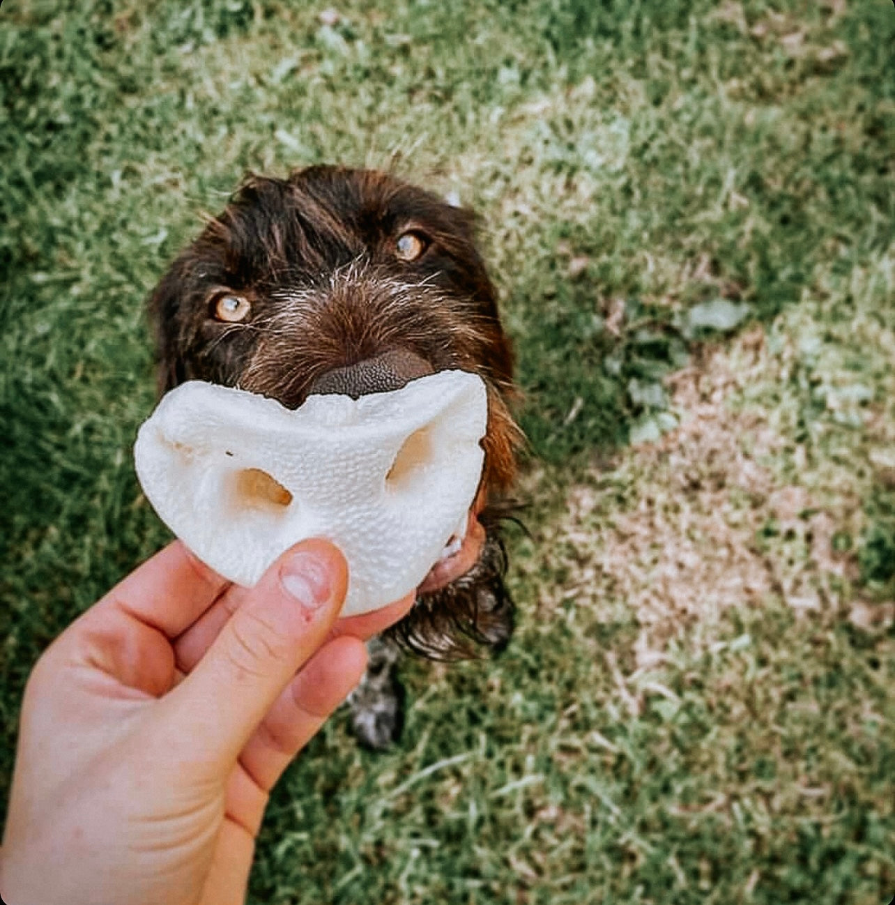 Puffed porky snouts dog chews available on Bodhi & The Birchtree
