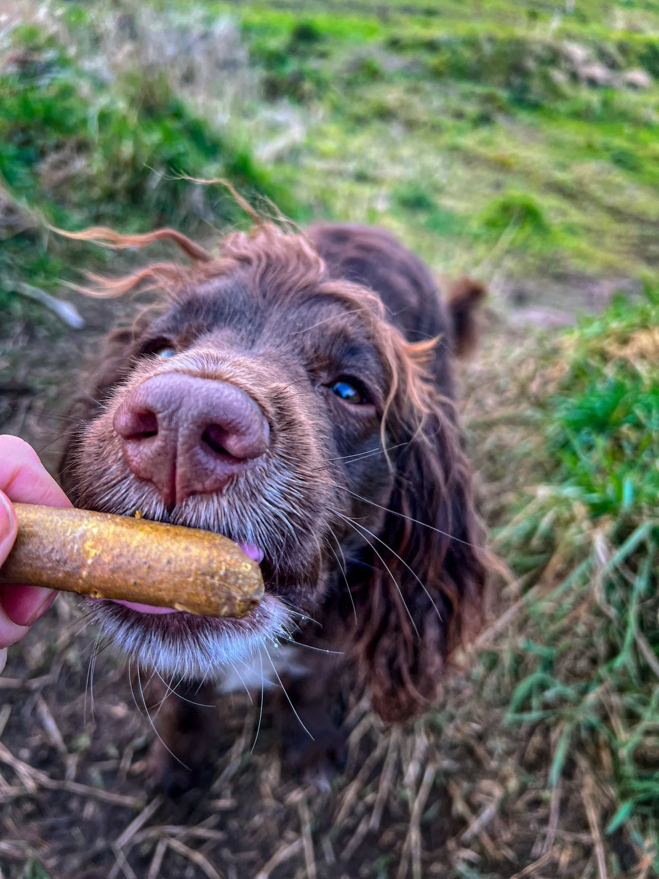Golden Paste (Turmeric) Sausages - Bodhi &amp; The Birchtree