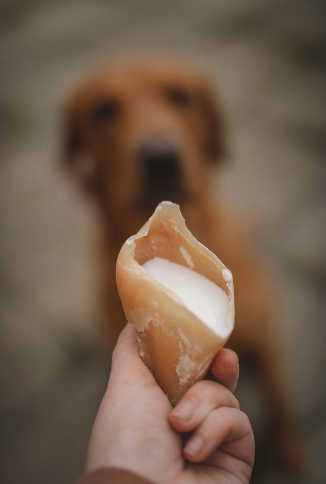 Sheep Fat Filled Calf Hooves x3 (Spotlight Week Offer) - Bodhi & The Birchtree