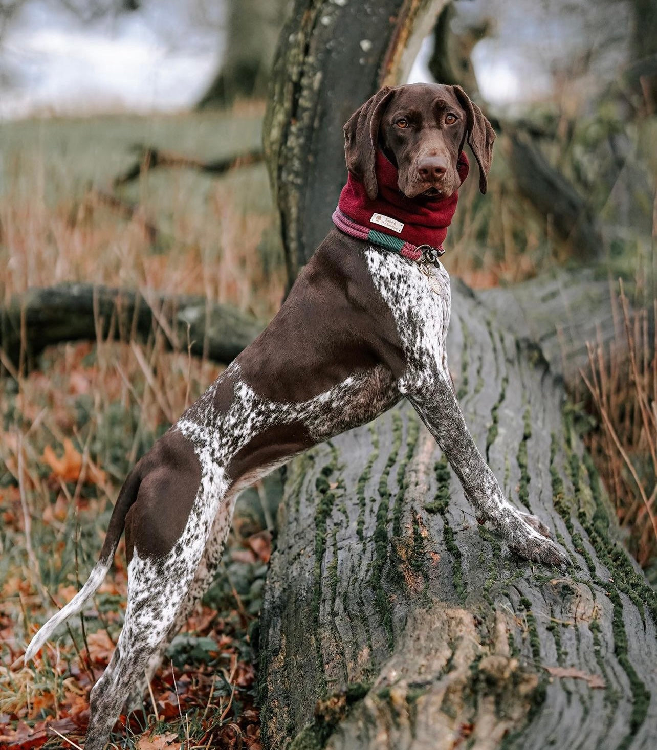 Bodhi & The Birchtree Wine Dog Snood