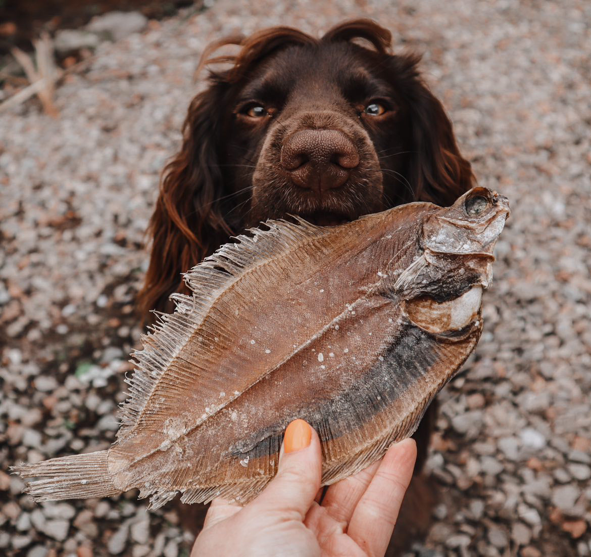 Whole Flounder Fish – Bodhi & The Birchtree