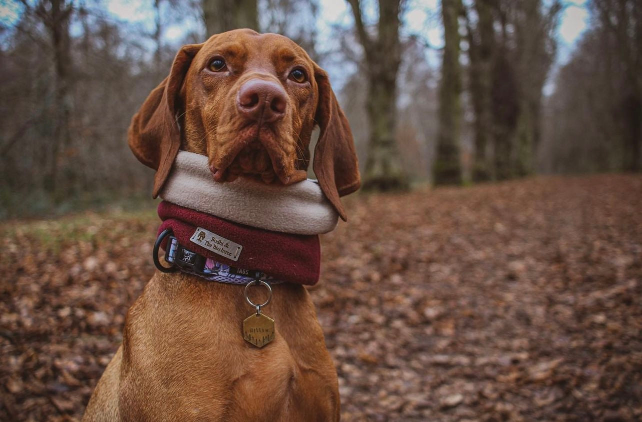 Bodhi &amp; The Birchtree Wine Dog Snood - Bodhi &amp; The Birchtree