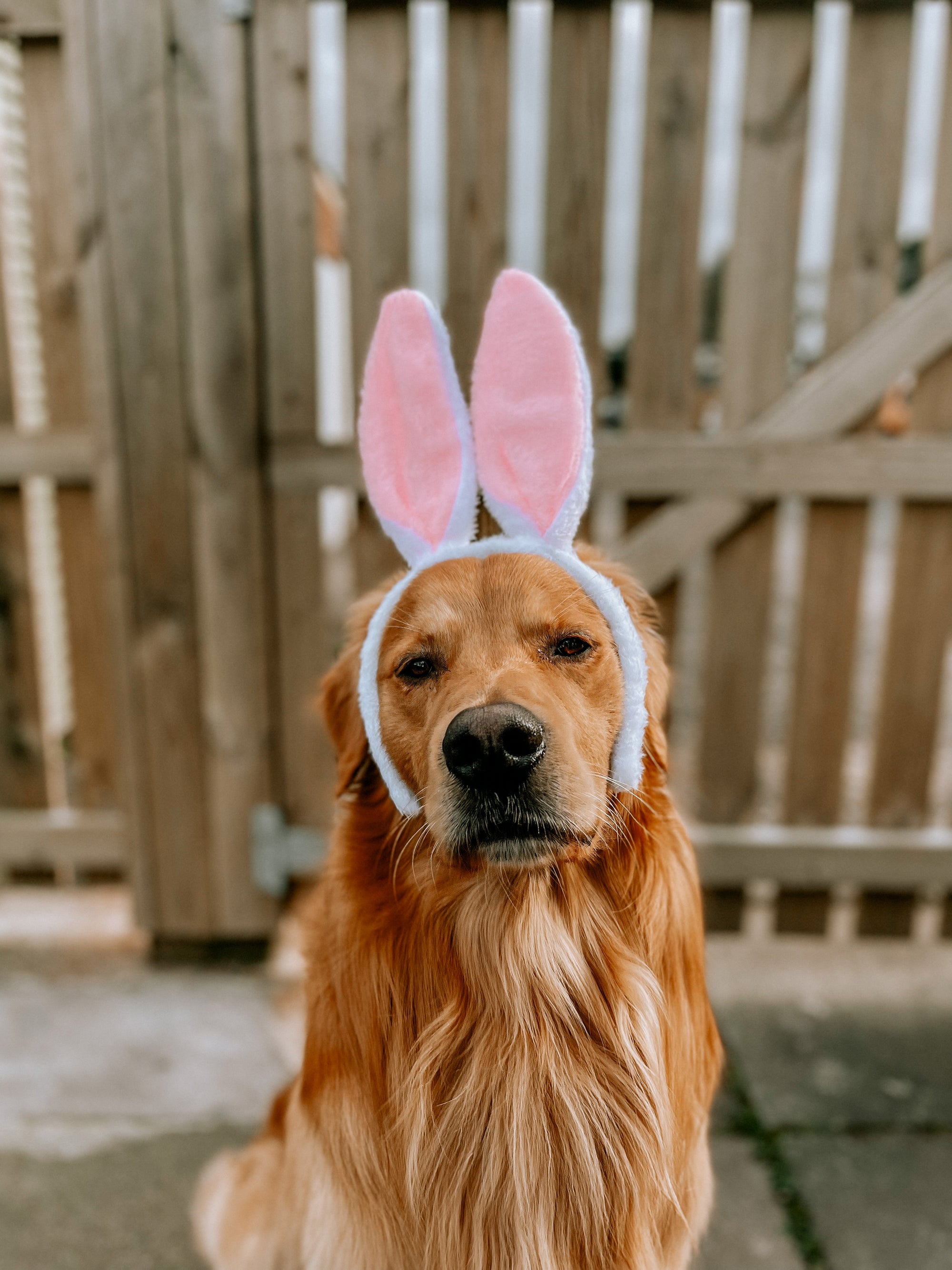 Easter Competition Bunny Ears - Bodhi &amp; The Birchtree